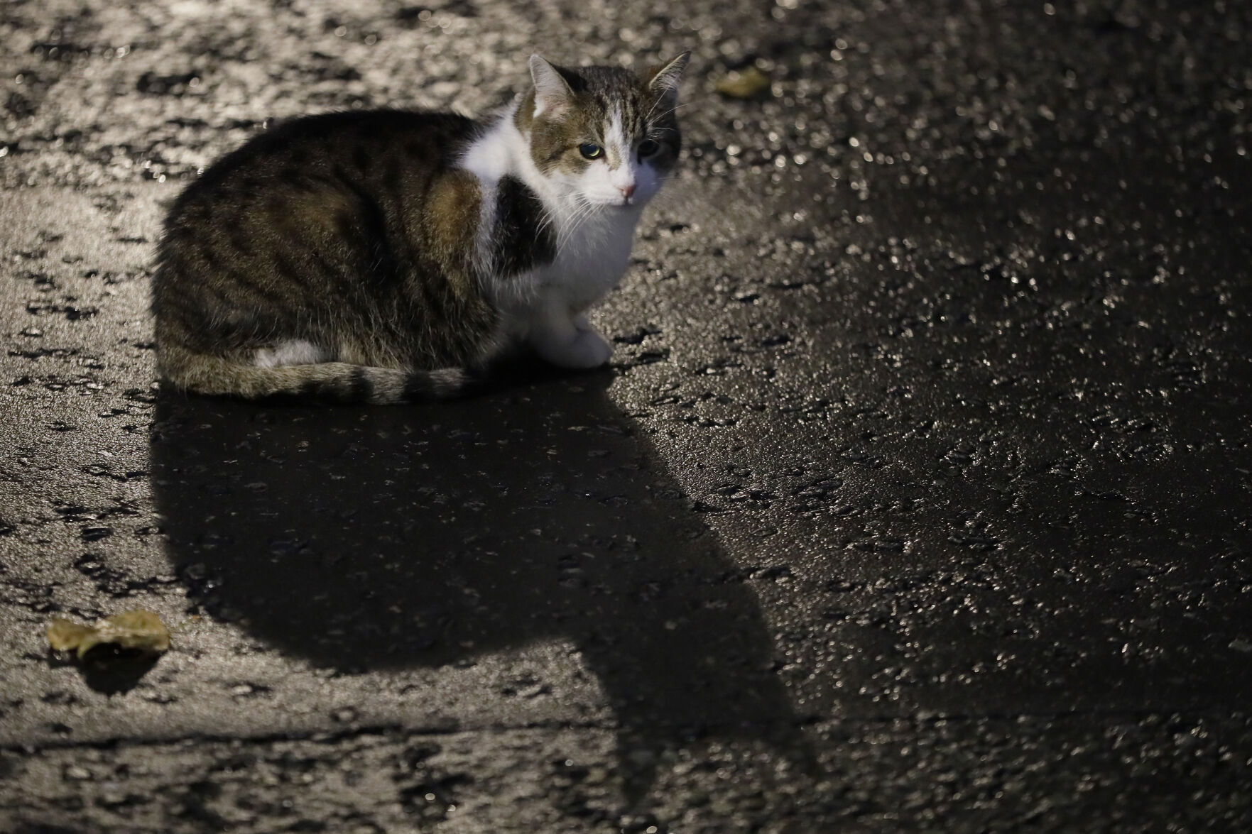 Britain's Chief Mouser
